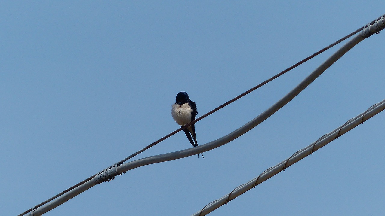 swallow sky bird free photo