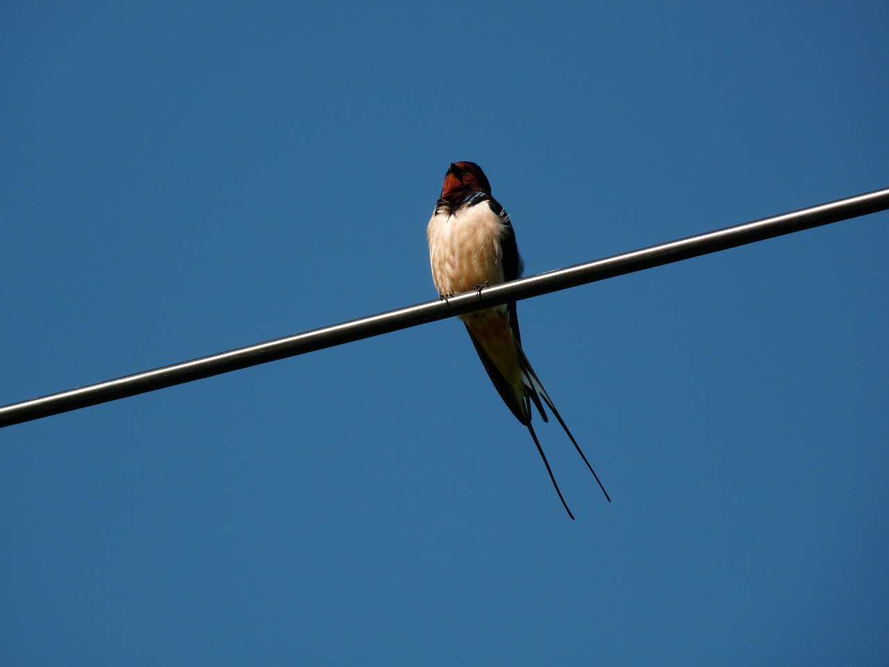 swallow blue bird free photo