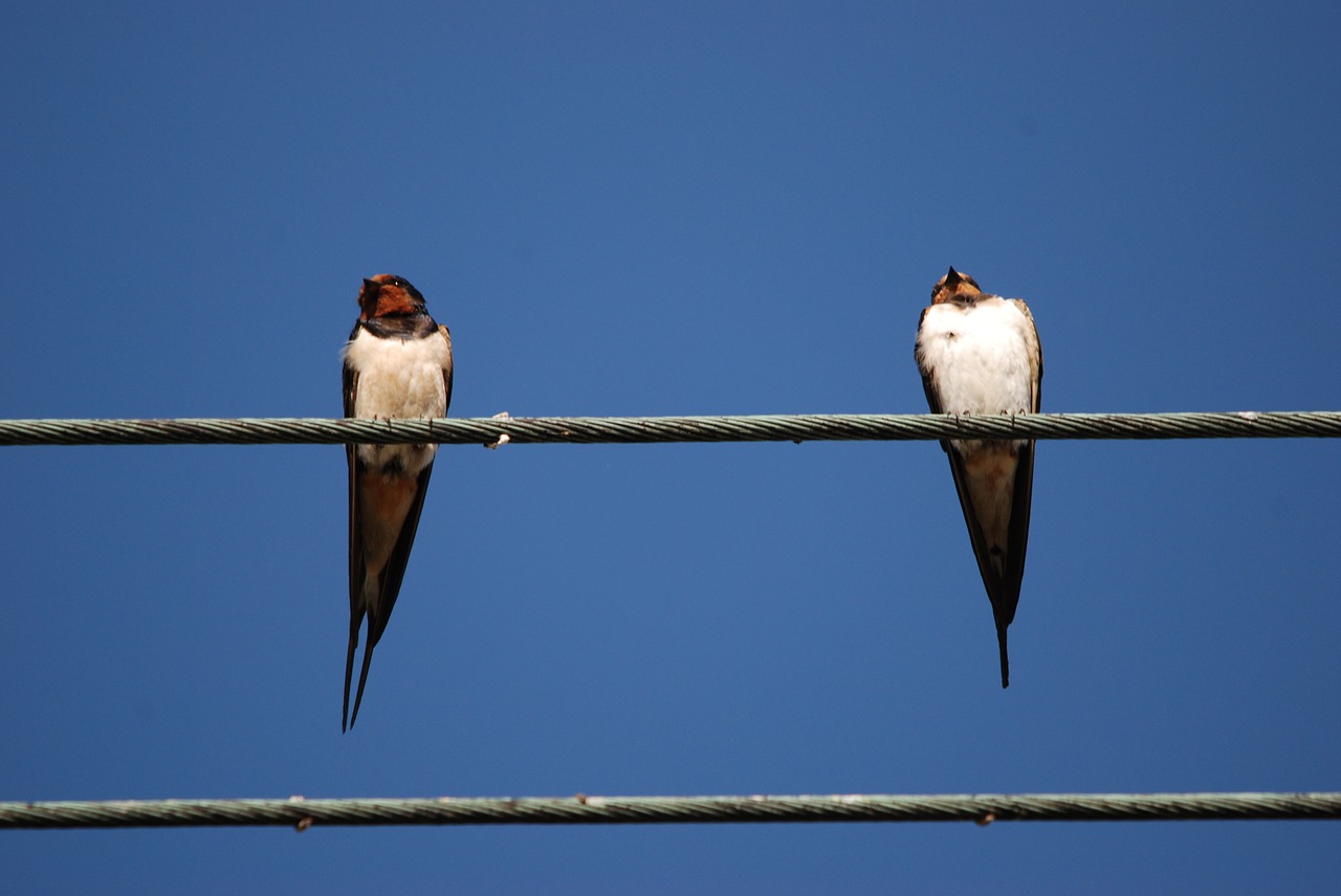 swallow bird cable free photo