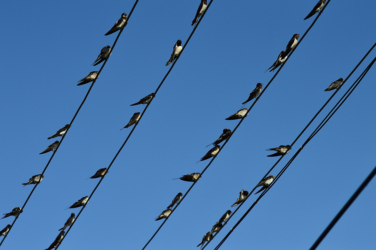 swallow swallows migratory birds free photo
