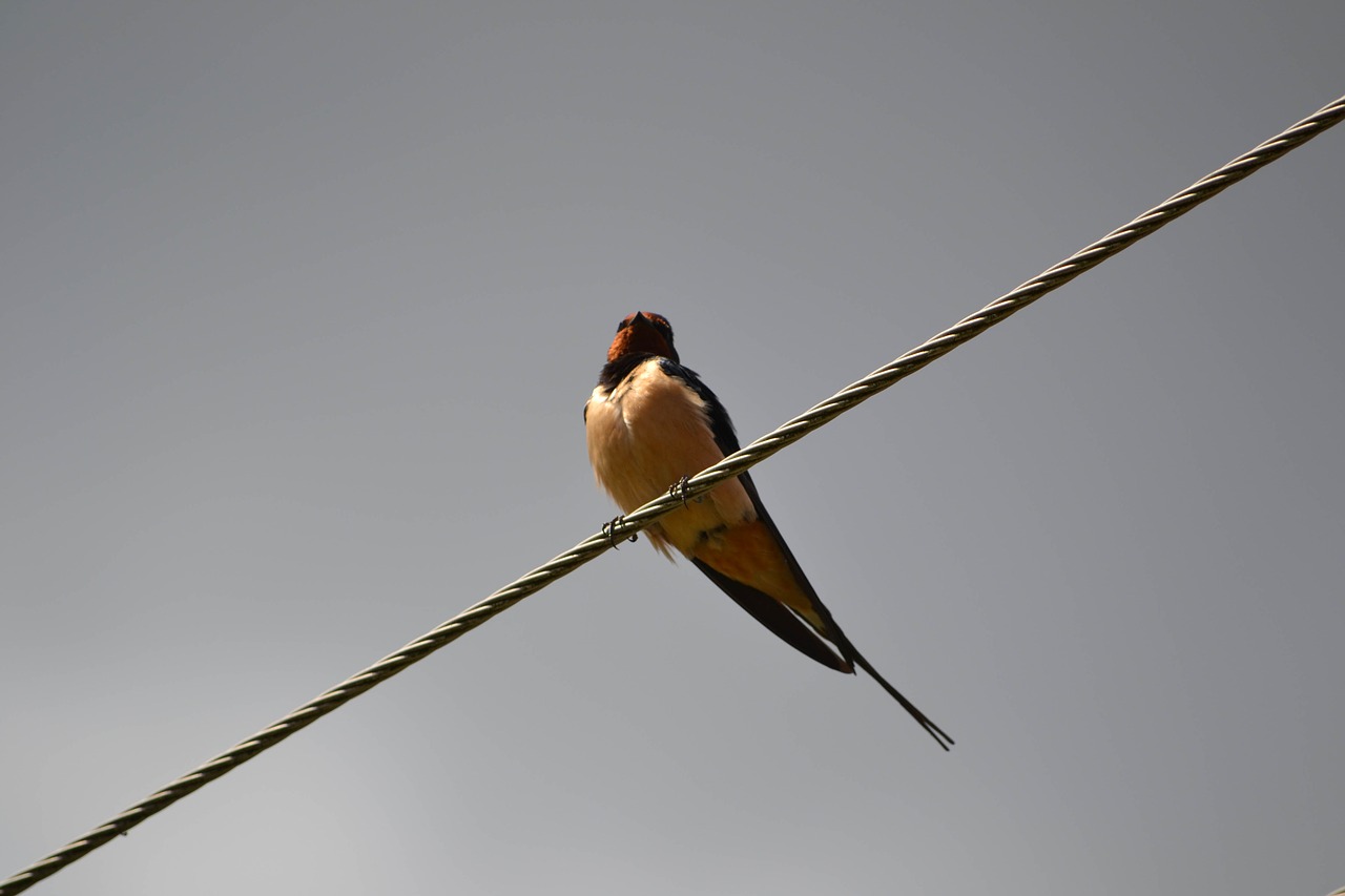 swallow  bird  wires free photo