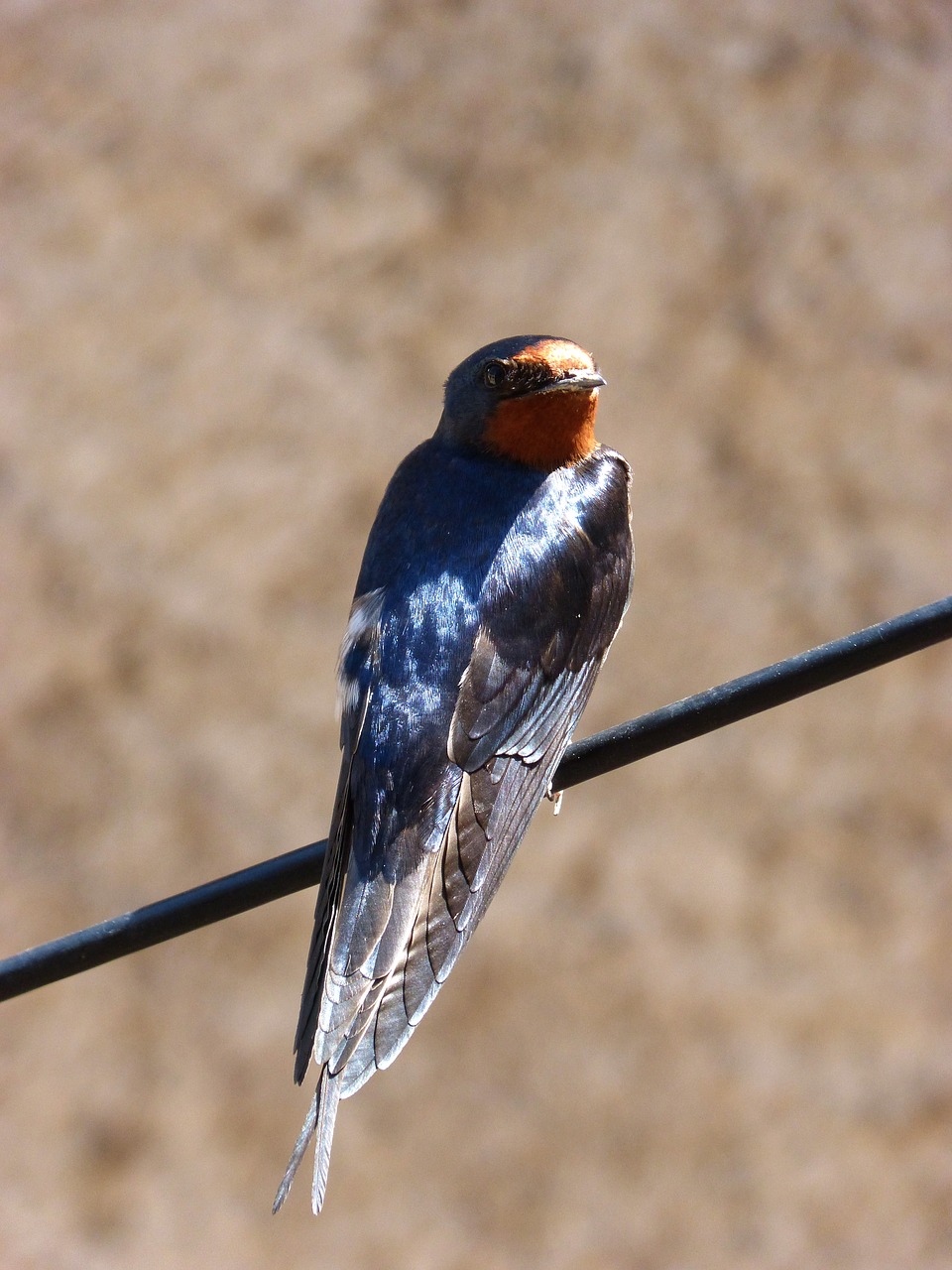 swallow  oreneta  hirundo rustica free photo