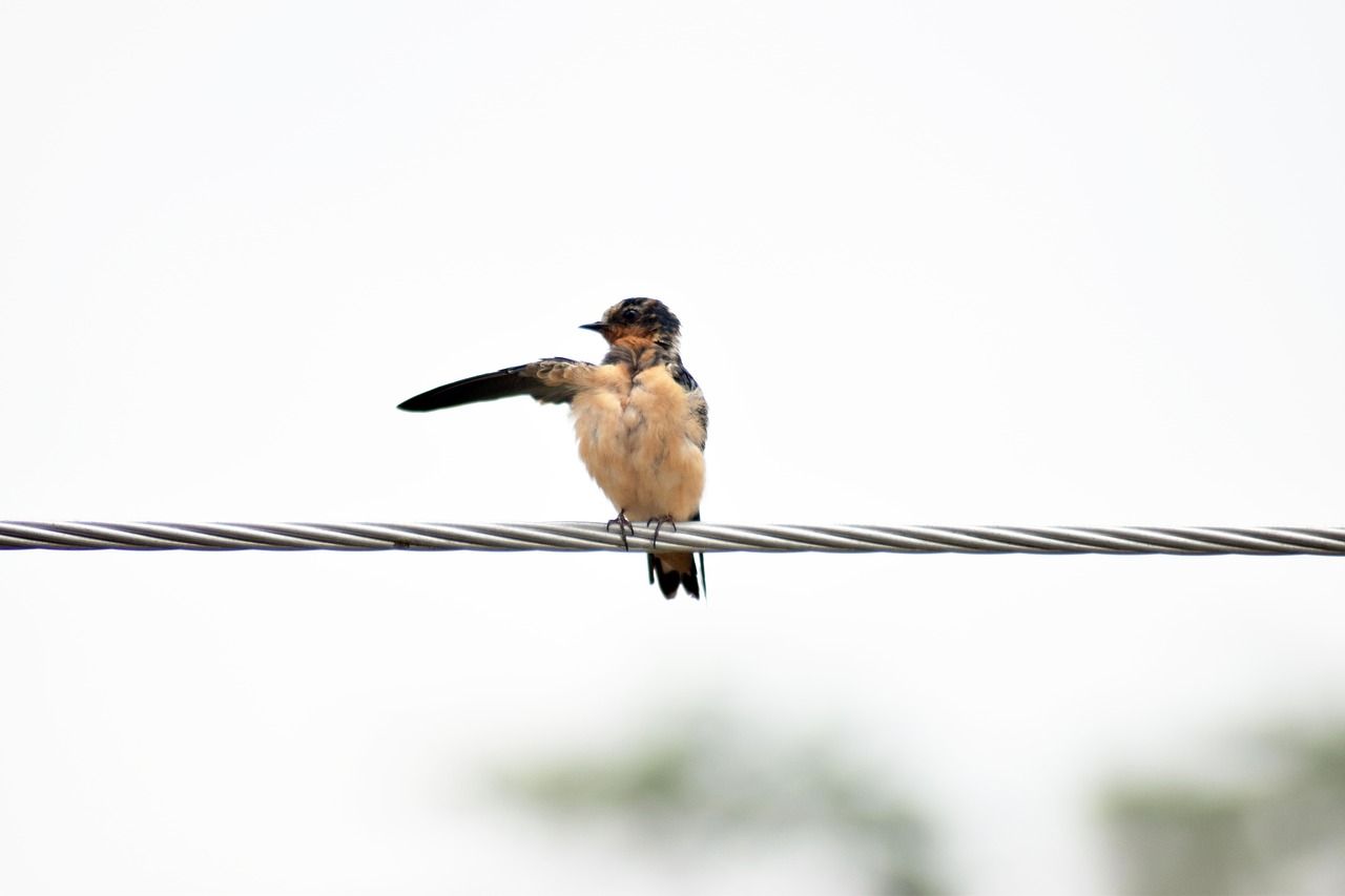 swallow  bird  it was there free photo