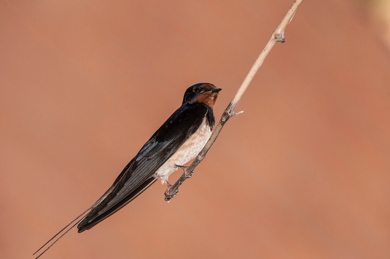 swallow  nature  summer free photo
