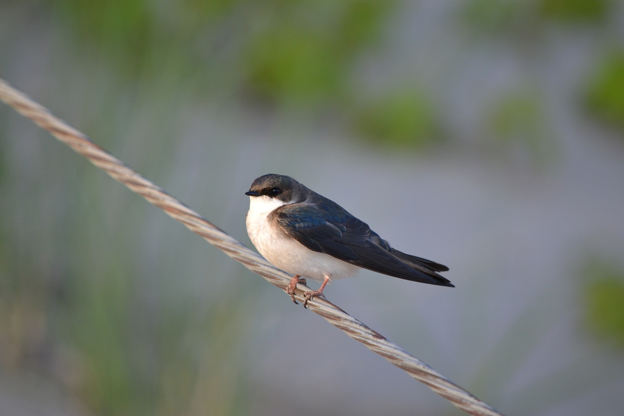 swallow  bird  nature free photo