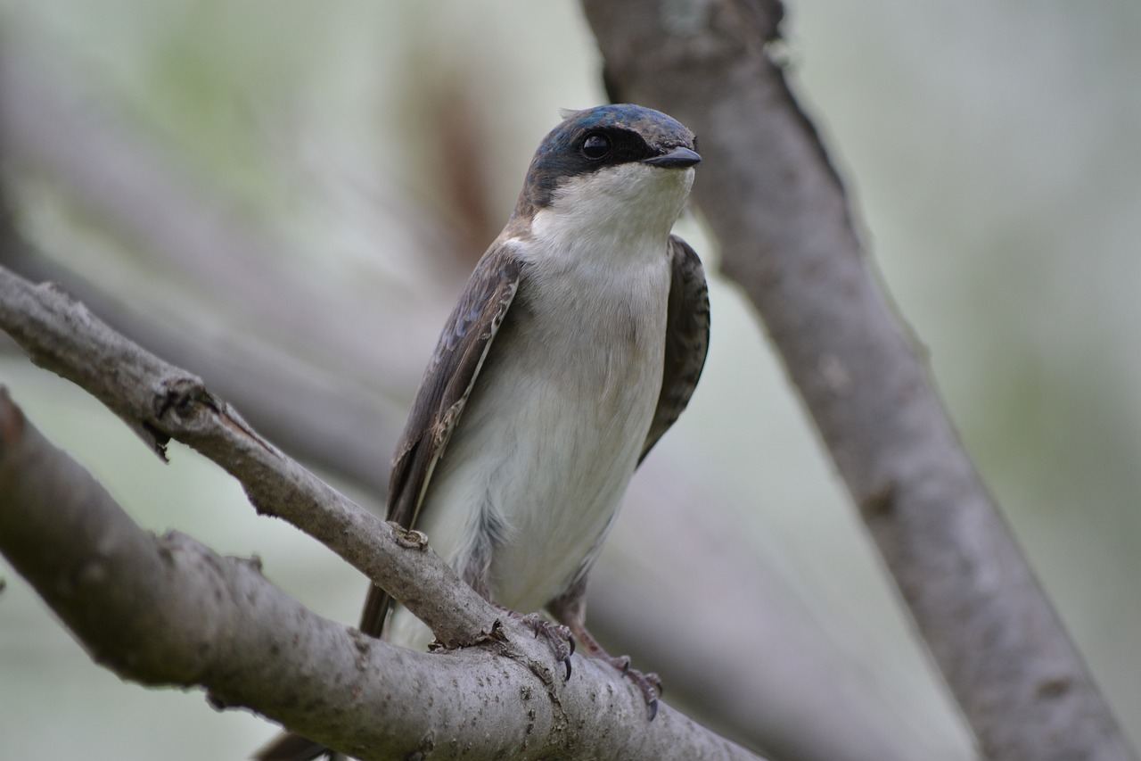 swallow  tree trunk  bird free photo