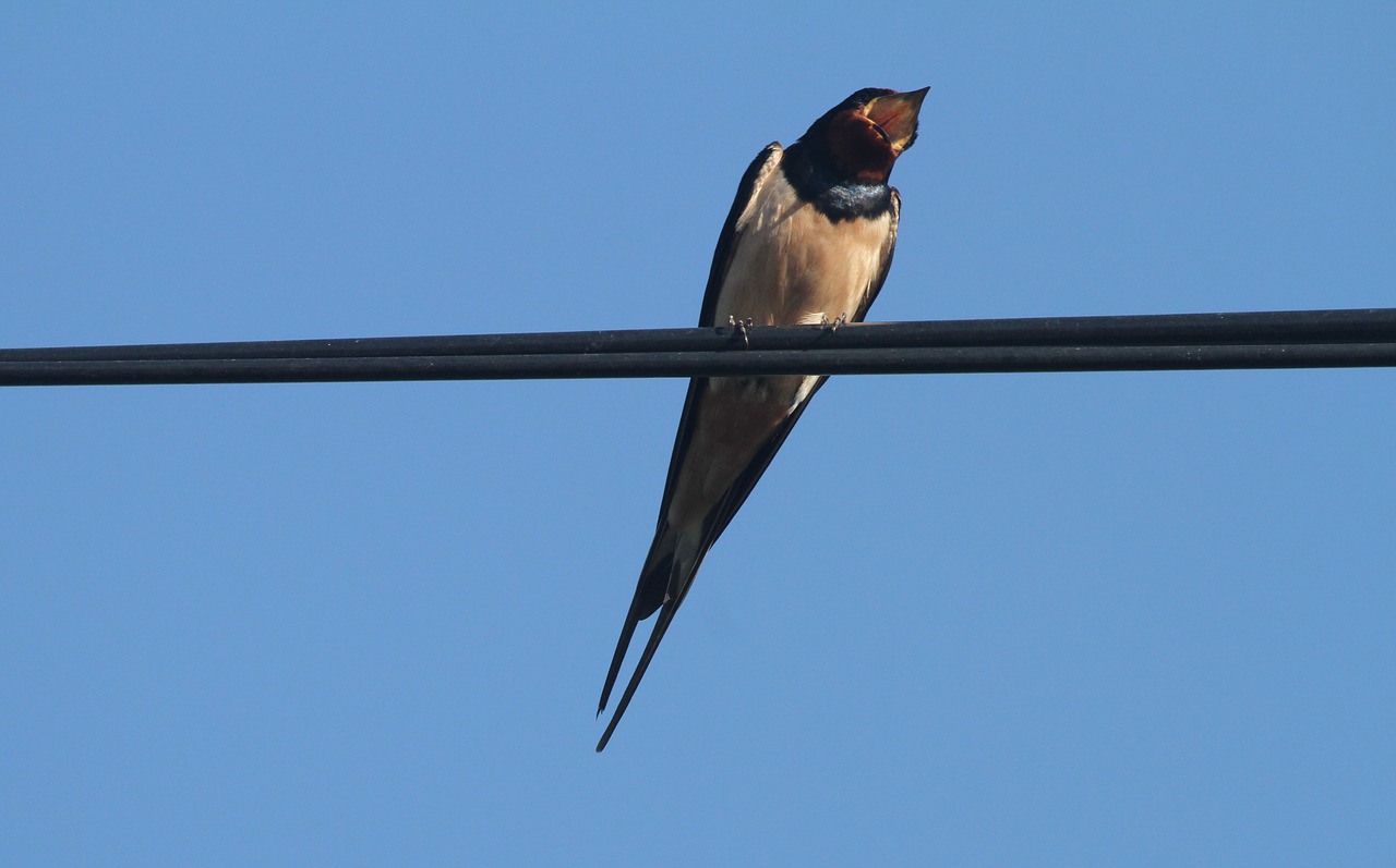 swallow  wire  sky free photo