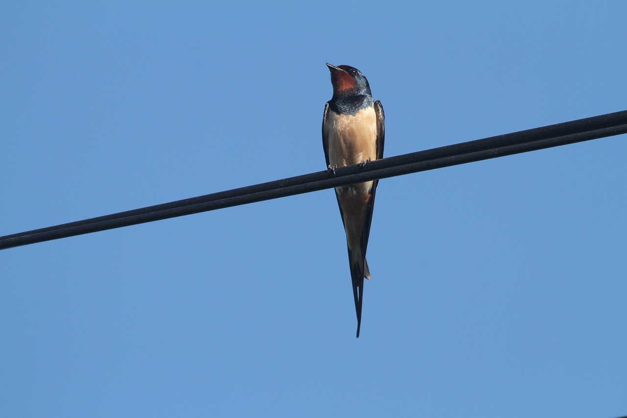 swallow  wire  sky free photo