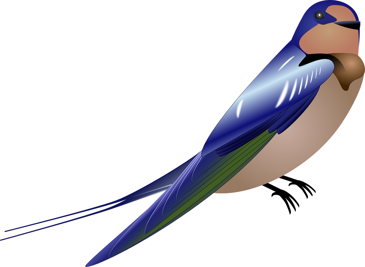 swallow bird blue free photo
