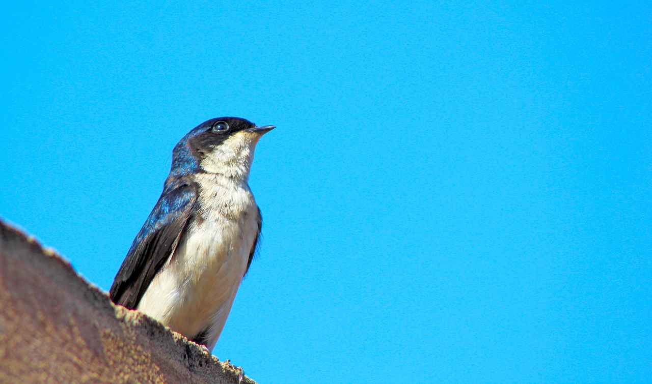 swallow  bird  blue sky free photo