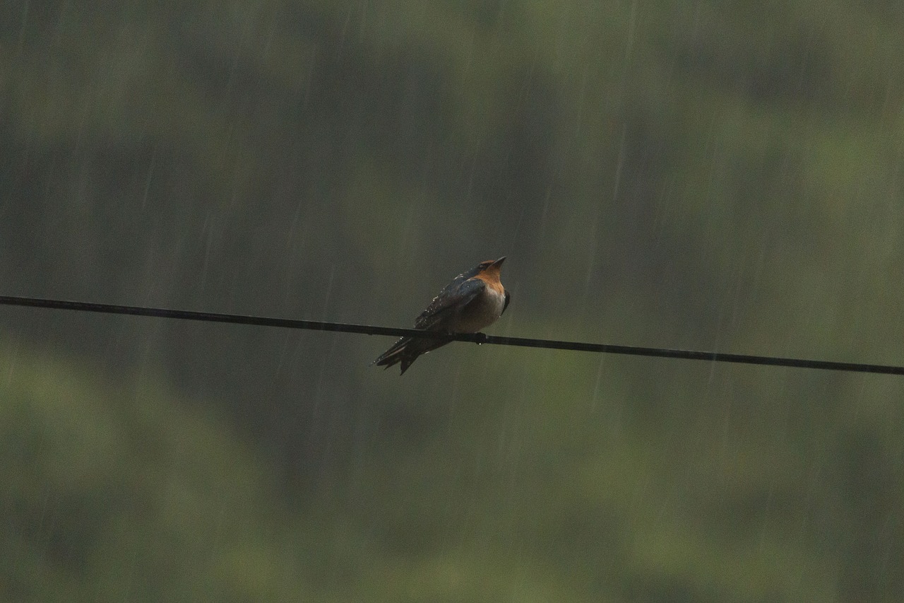 swallow  rain  bird free photo