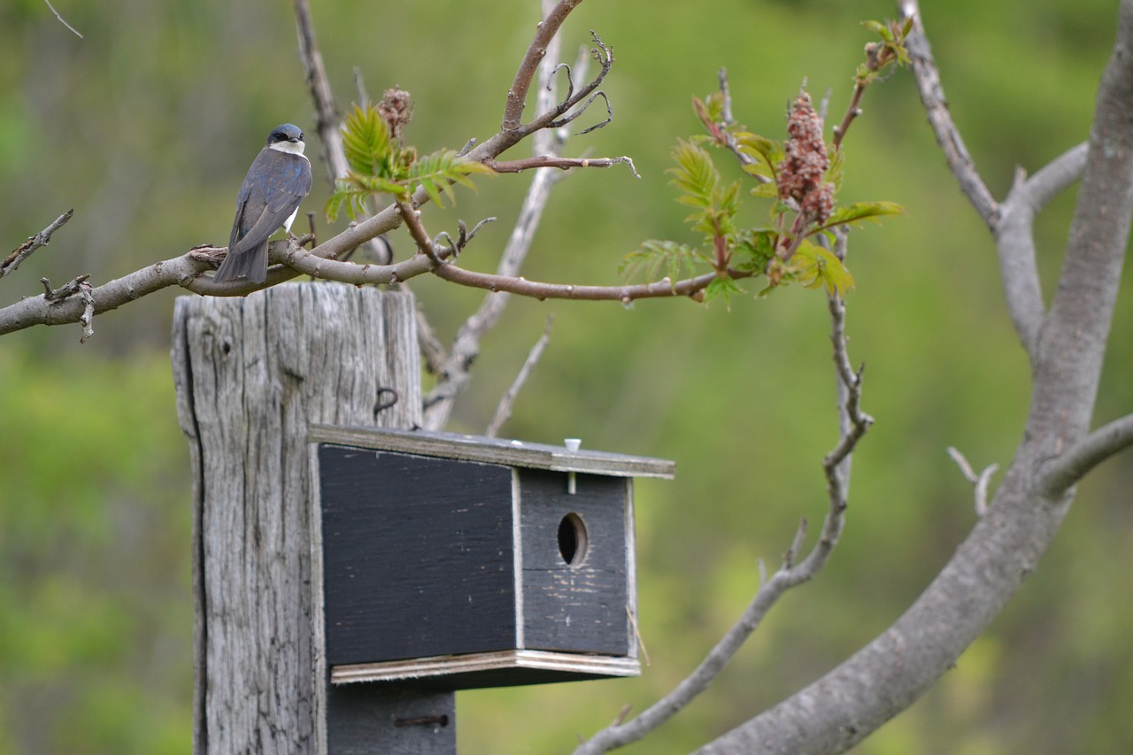 swallow  birdhouse  canada free photo