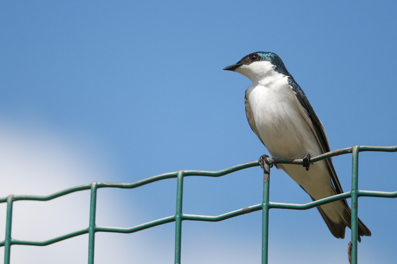 swallow  bird  birds free photo