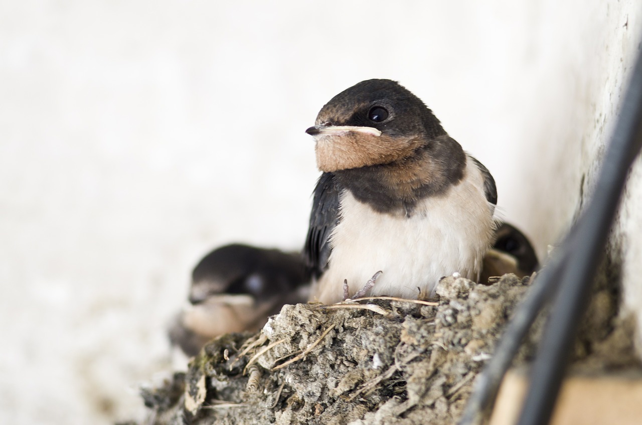 swallow bird nest free photo