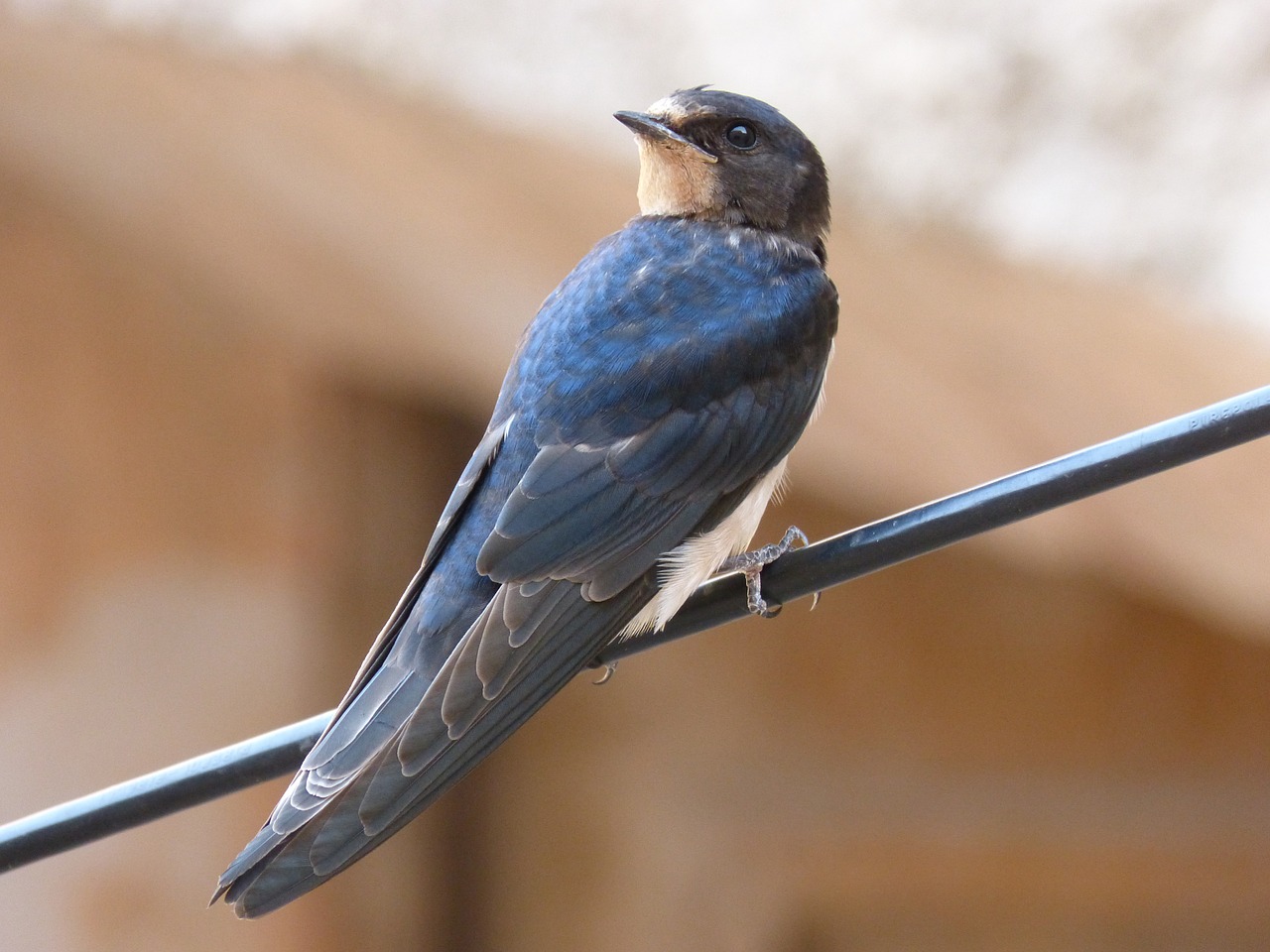 swallow cable bird free photo
