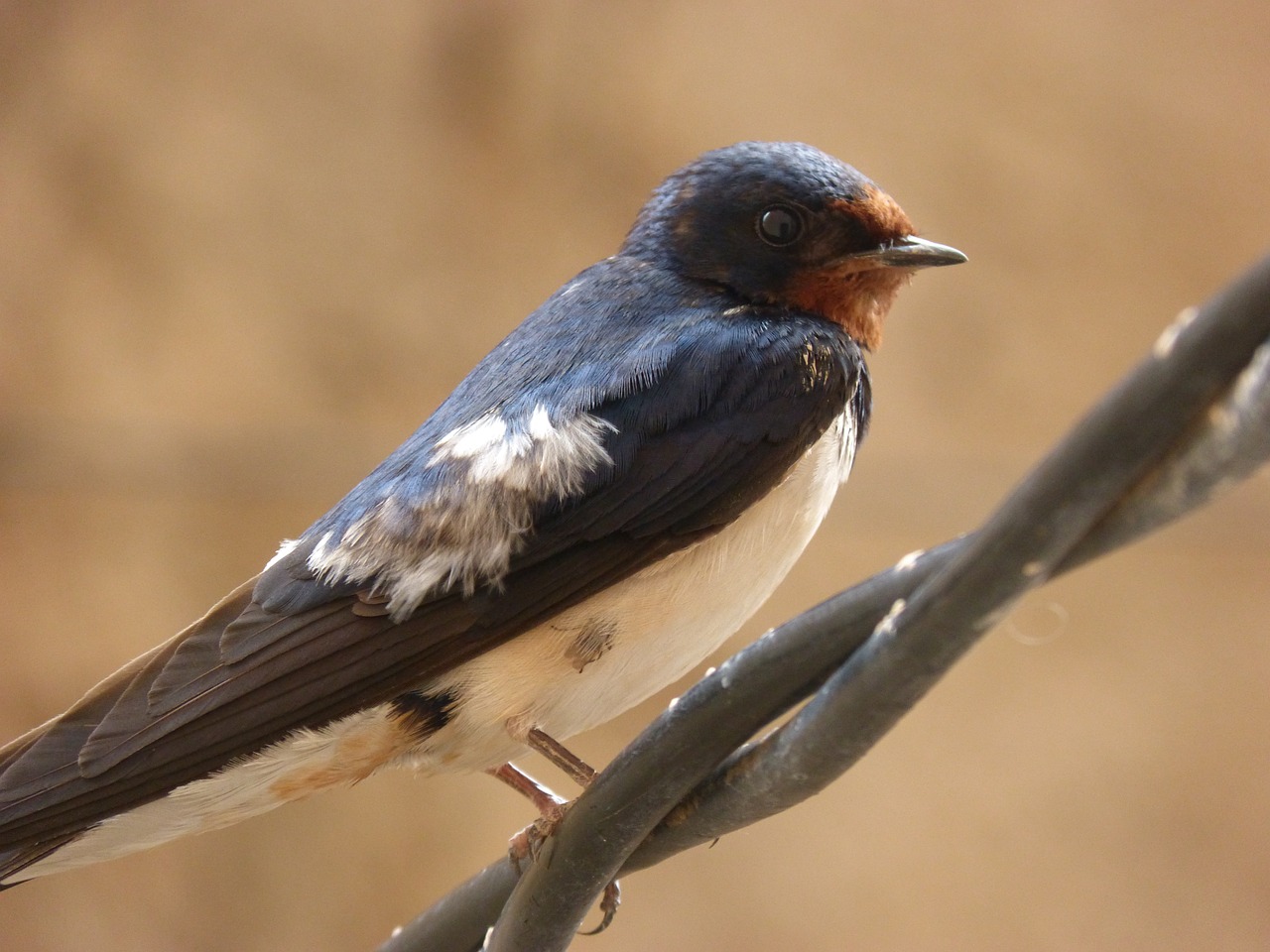 swallow bird cable free photo