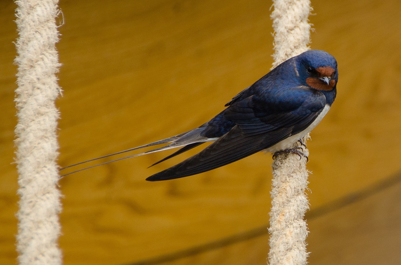 swallow bird sitting free photo