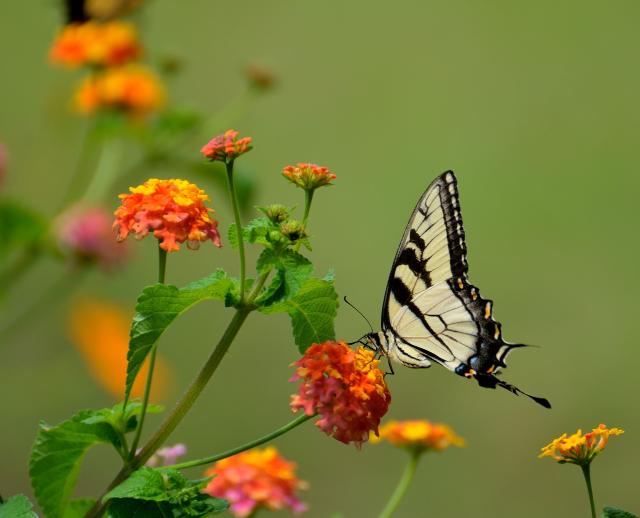 swallow tail butterfly insect free photo