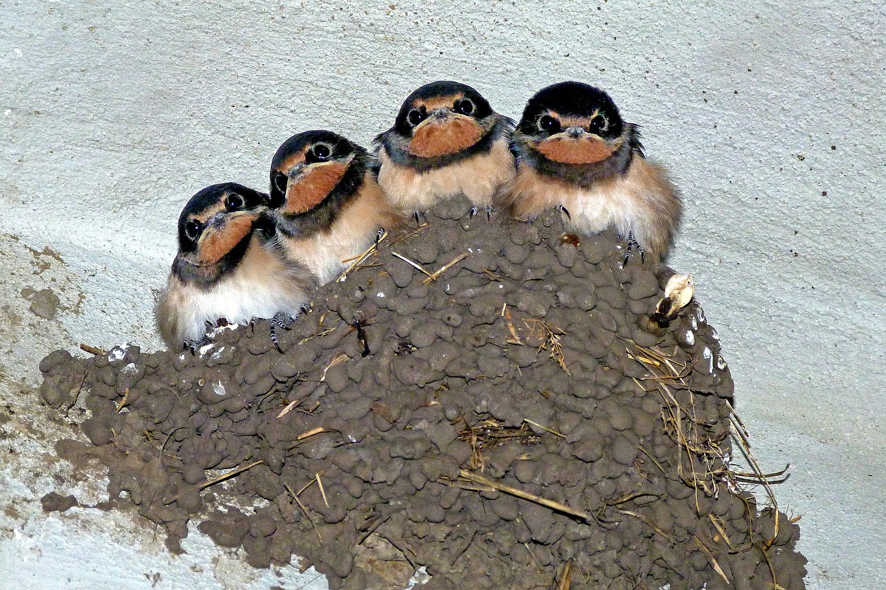 swallows swallow's nest bird free photo