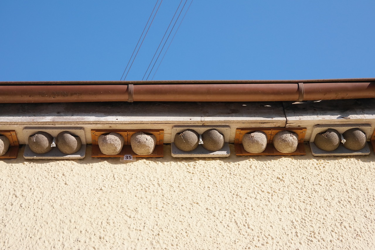 swallows nests bird nests free photo