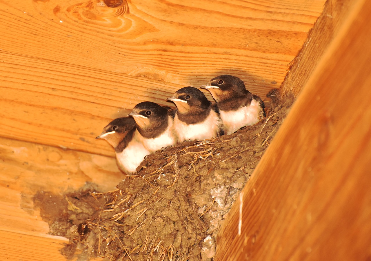 swallows nest young animal free photo