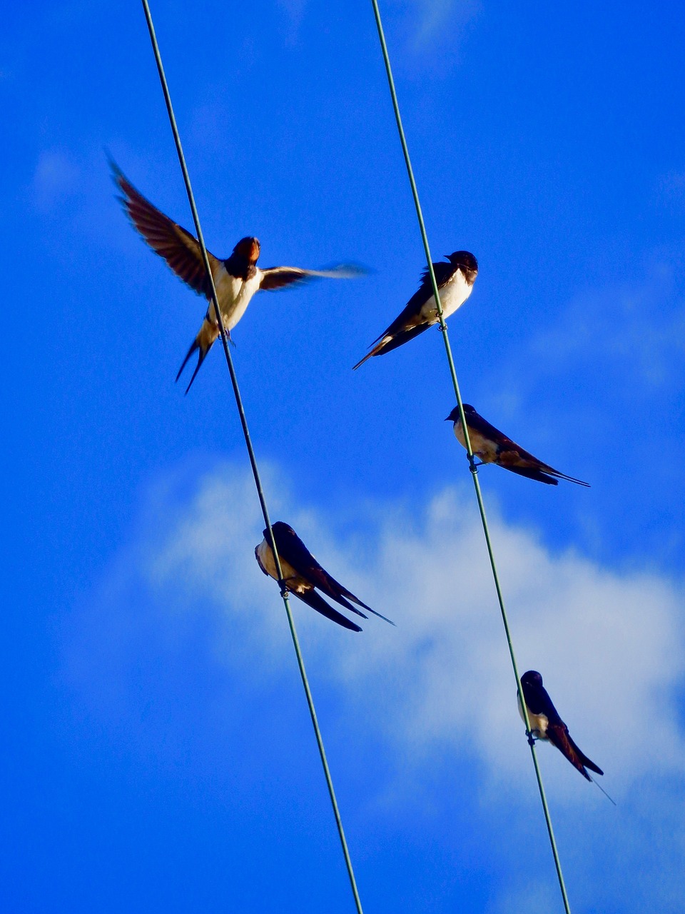 swallows sky birds free photo