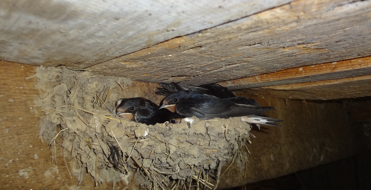 swallows nest in the nest free photo