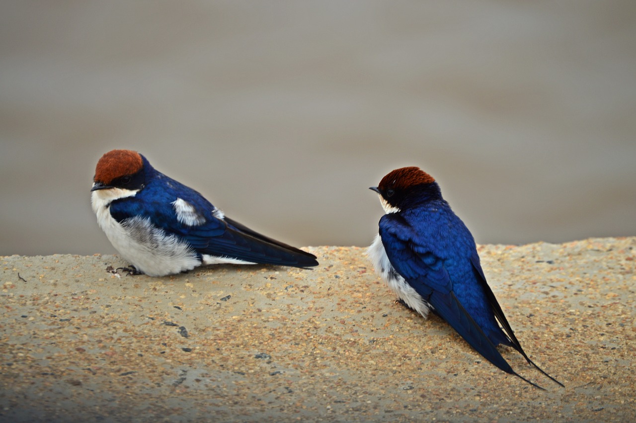 swallows birds africa free photo