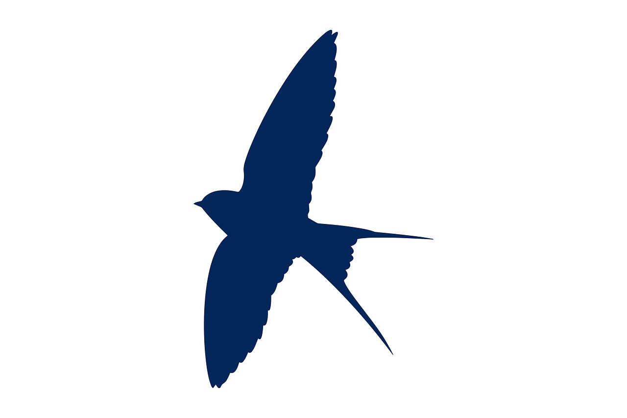 swallows  bird  silhouette free photo