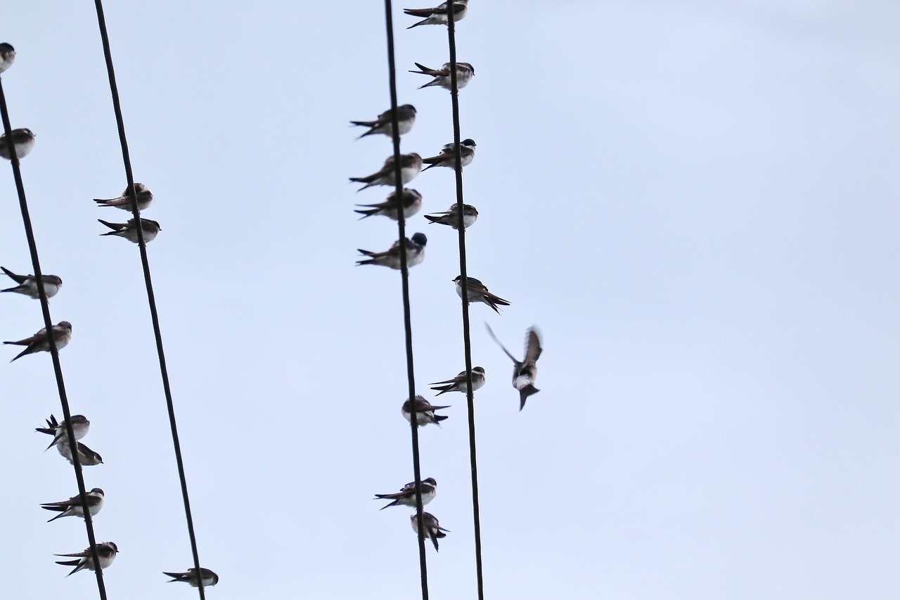 swallows  swarm  power cable free photo