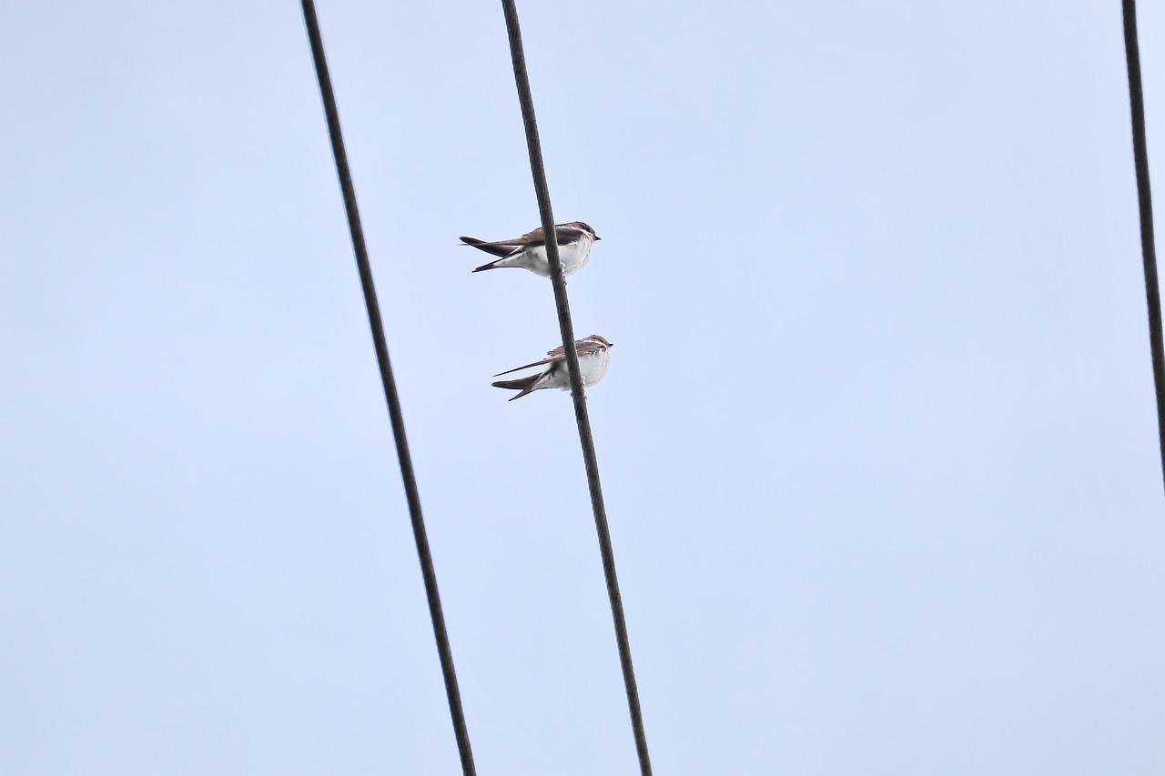 swallows  swarm  power cable free photo