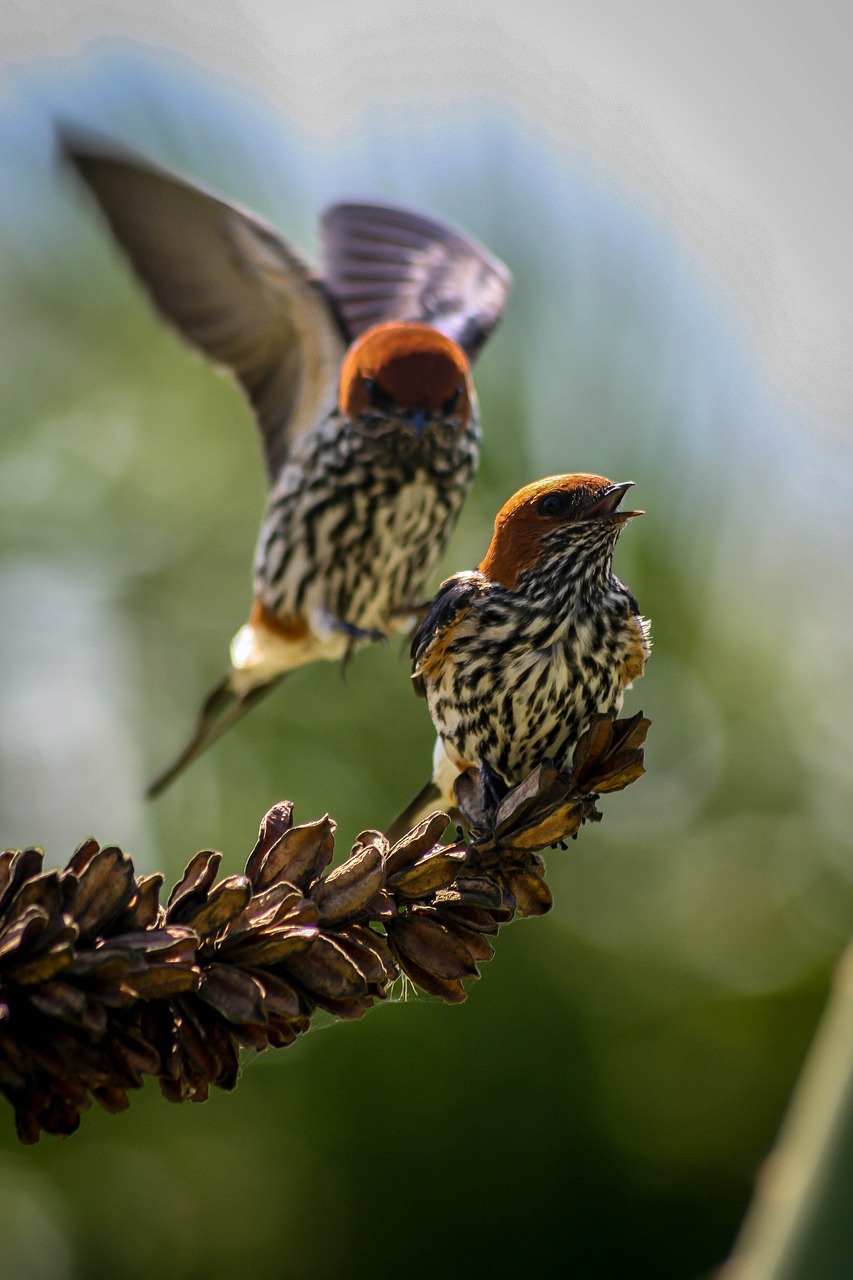 swallows  birds  wildlife free photo