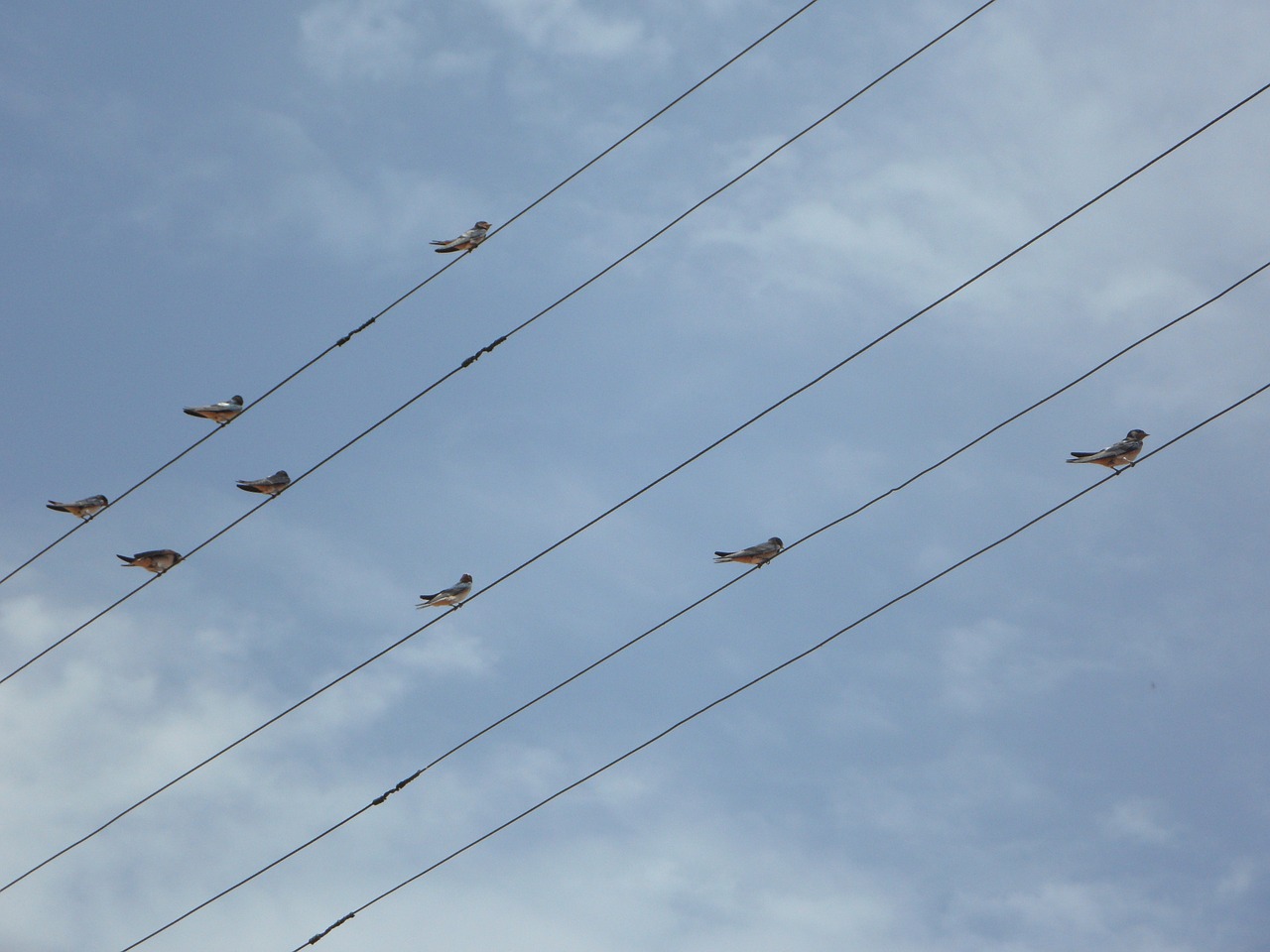 swallows power lines lines free photo