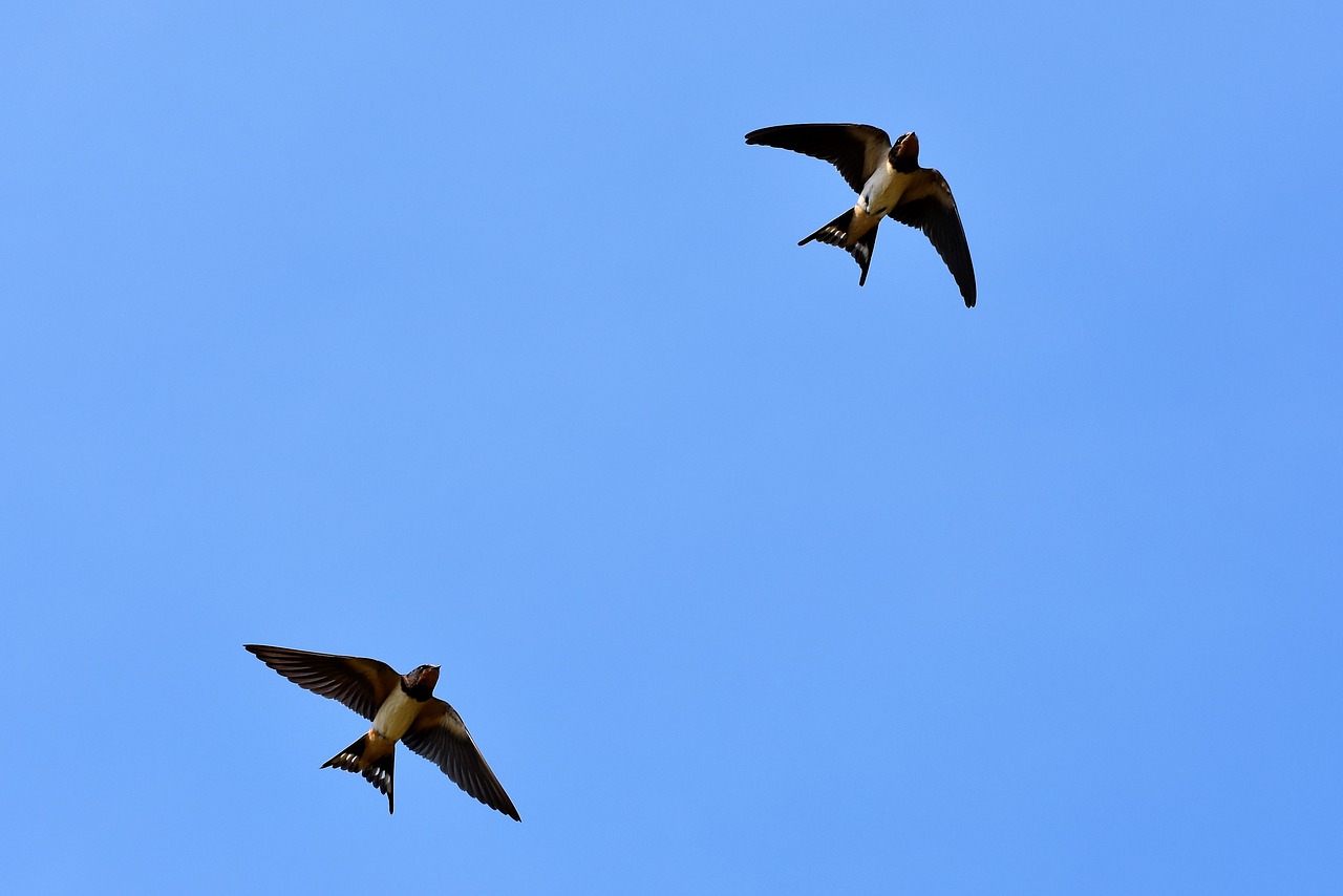 swallows  songbirds  barn swallow free photo