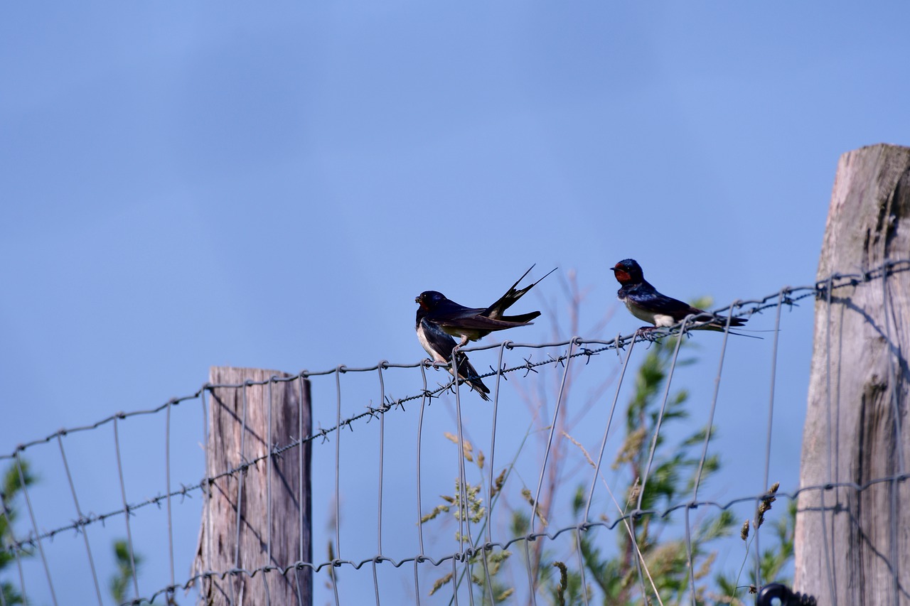 swallows  swallow  bird free photo