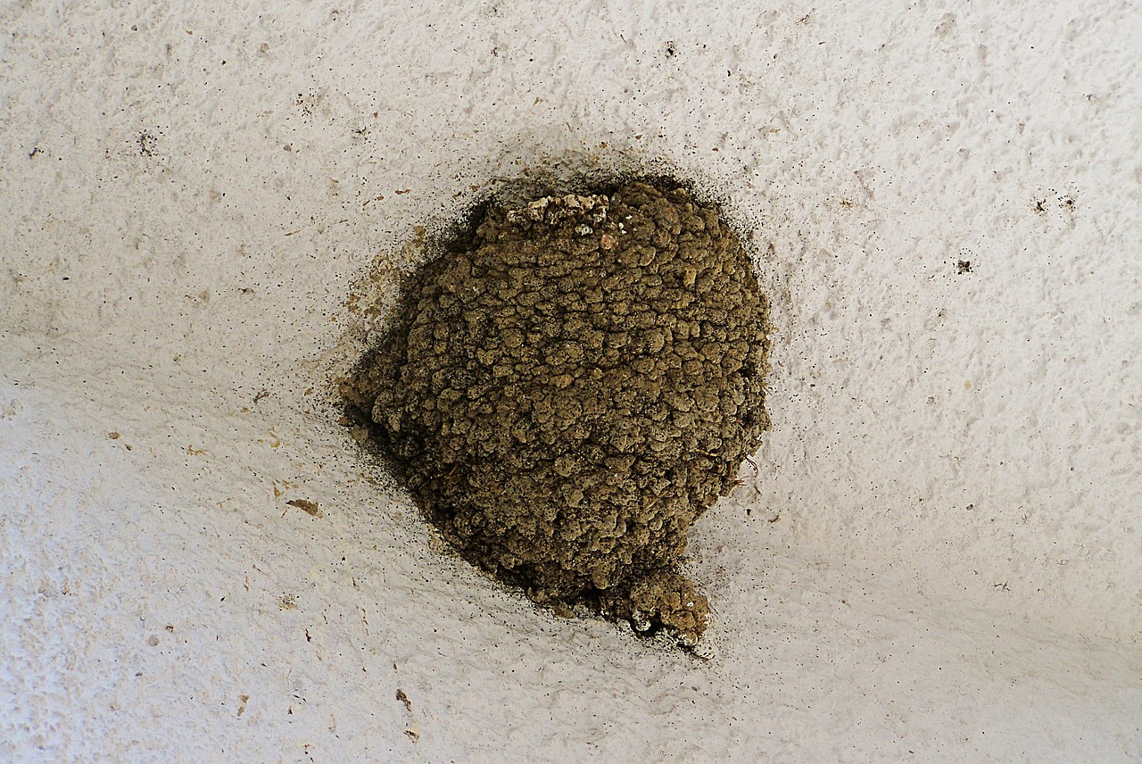 swallow's nest bird nest in the world we free photo