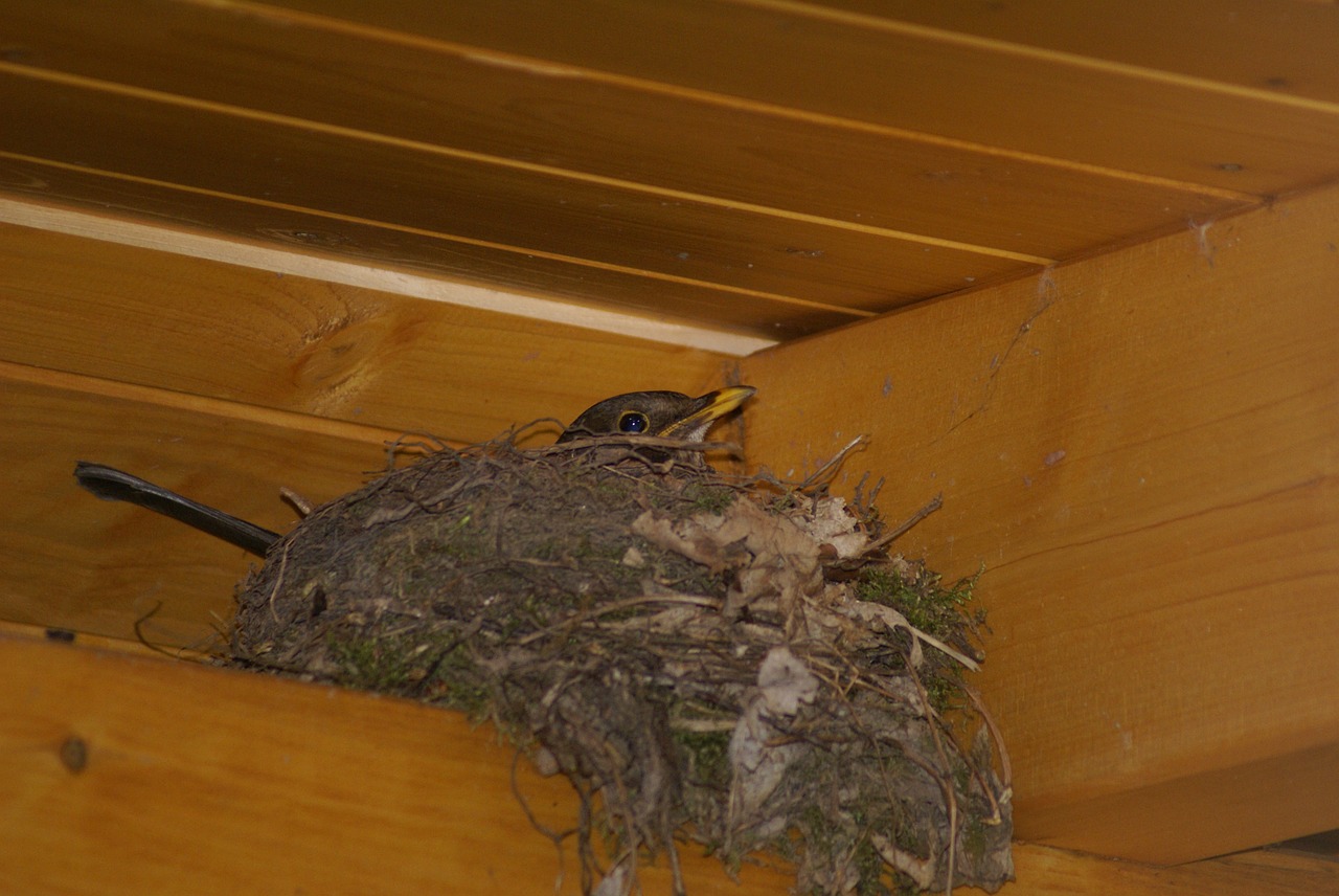 swallow's nest bird's nest nest free photo
