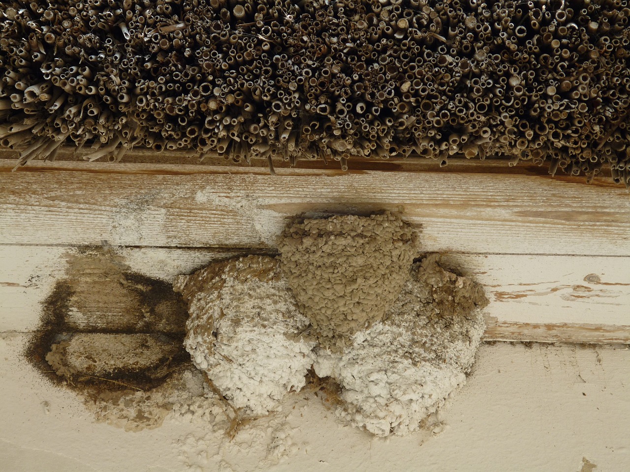 swallow's nest nest bird free photo