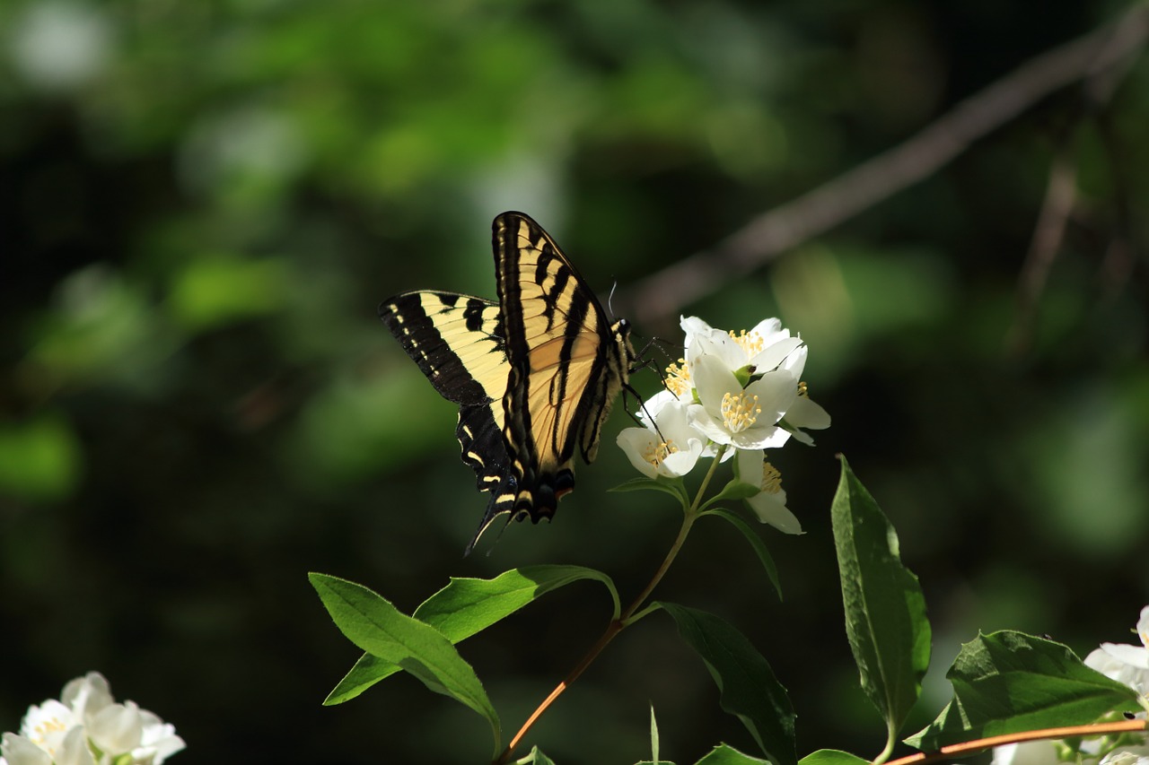 swallowtail butterfly insect free photo