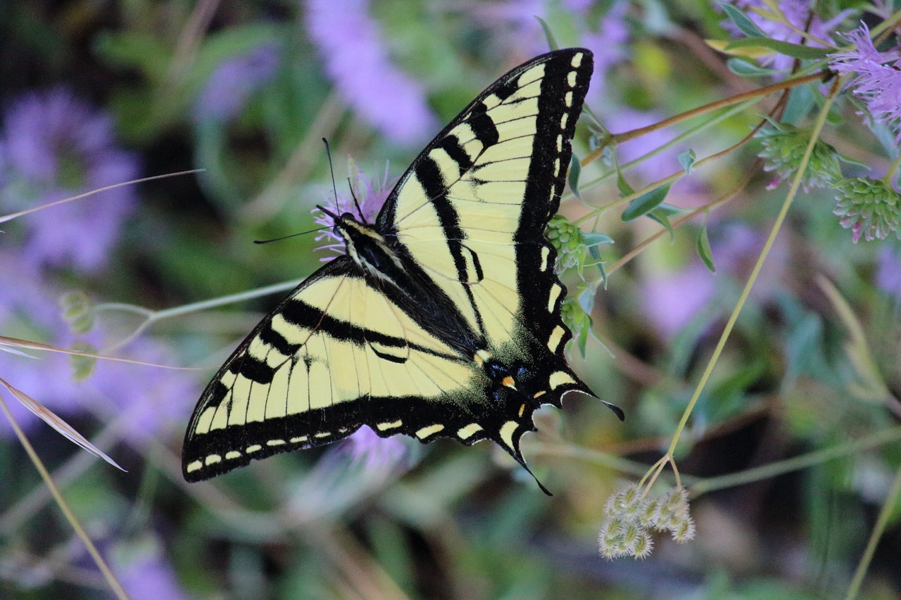 swallowtail butterfly insect free photo