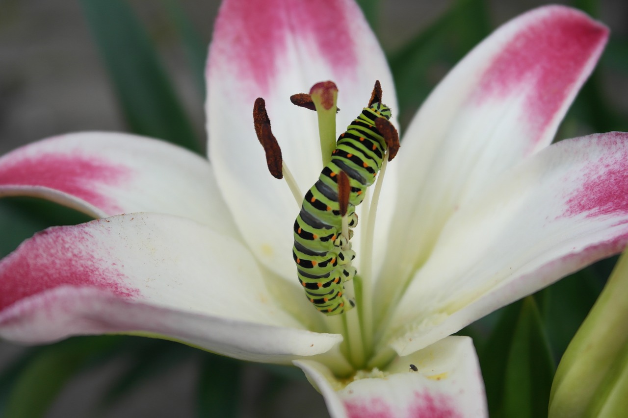 swallowtail caterpillar lily free photo