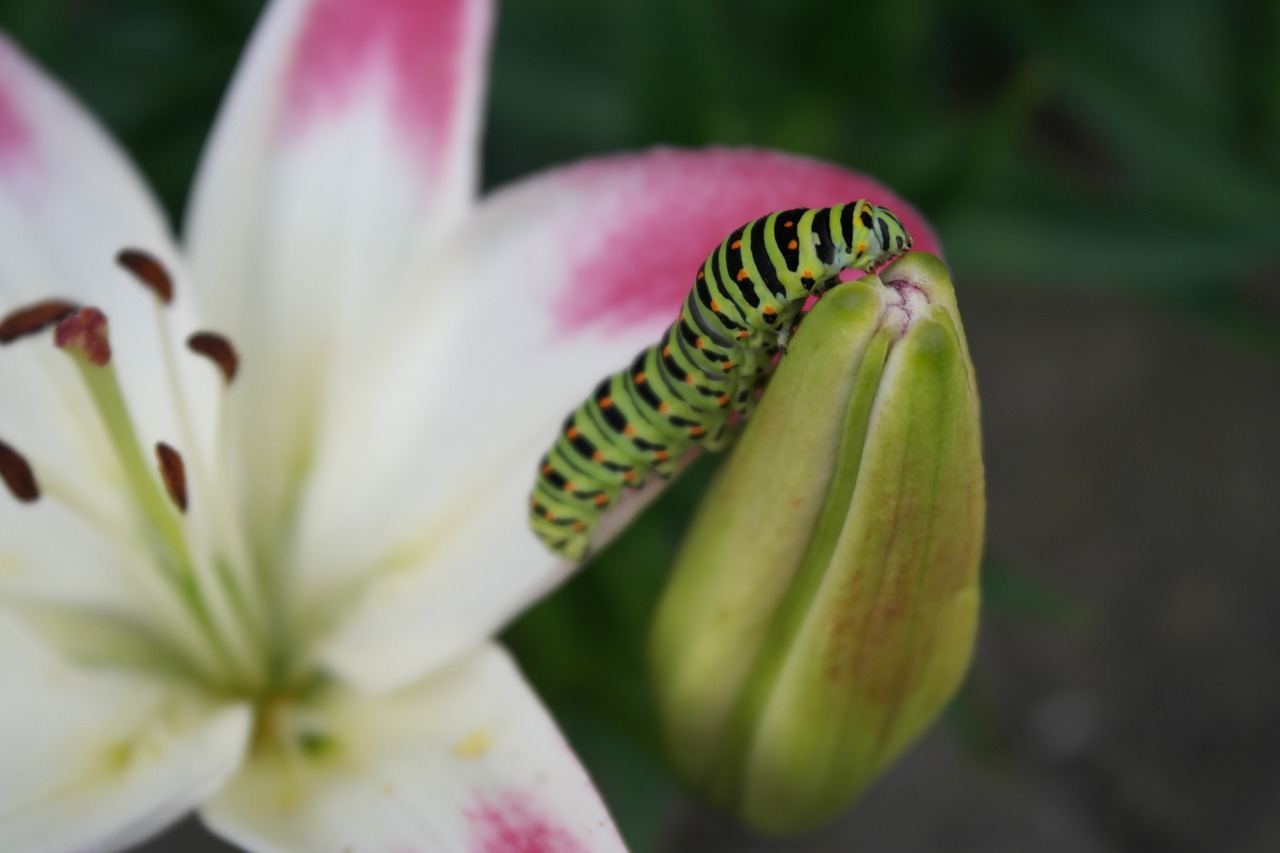 swallowtail caterpillar lily free photo