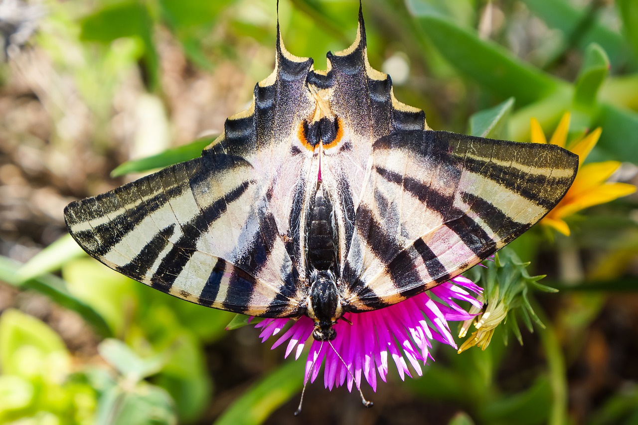 swallowtail butterfly nature free photo