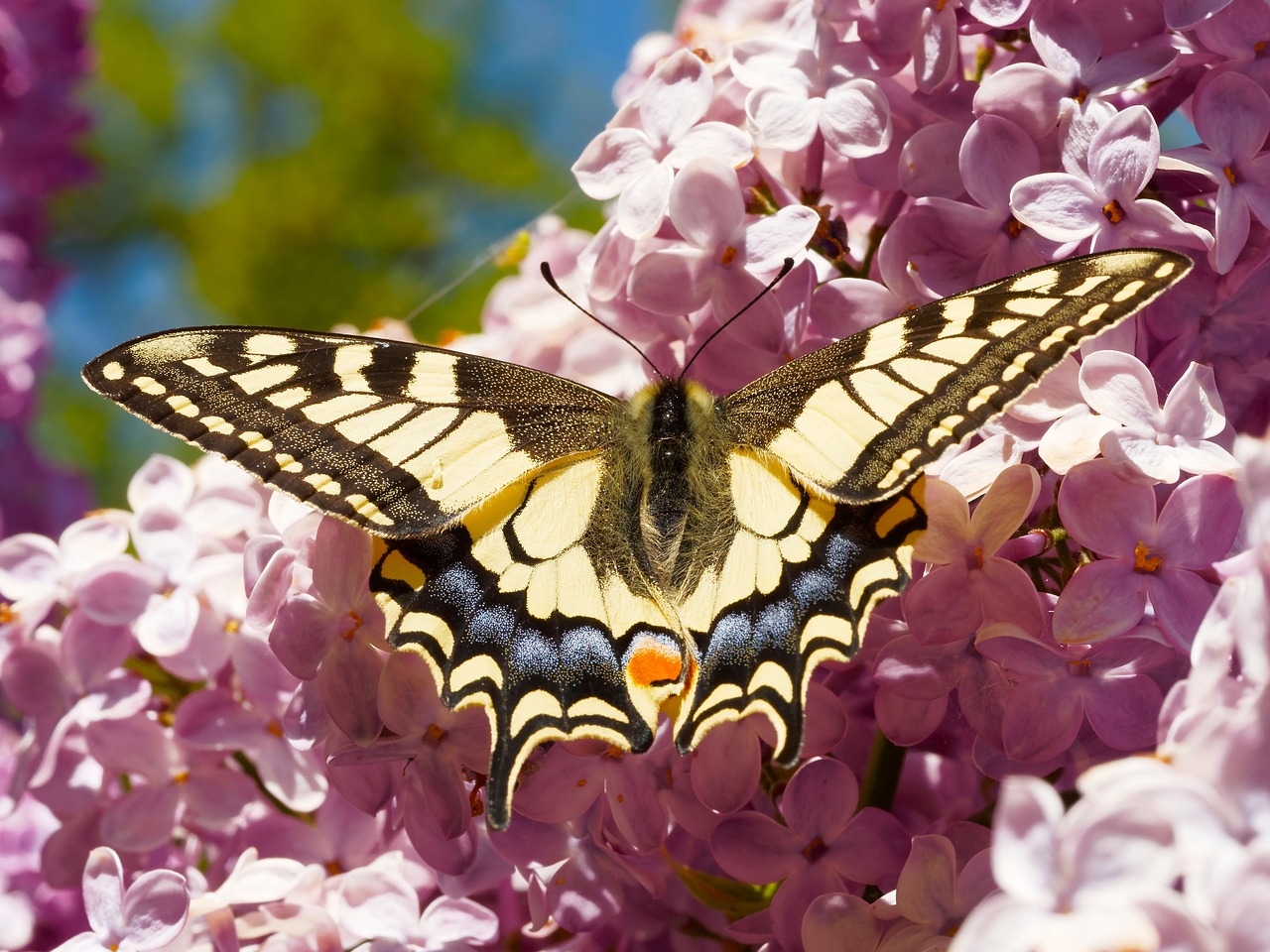 swallowtail giant swallowtail butterflies free photo