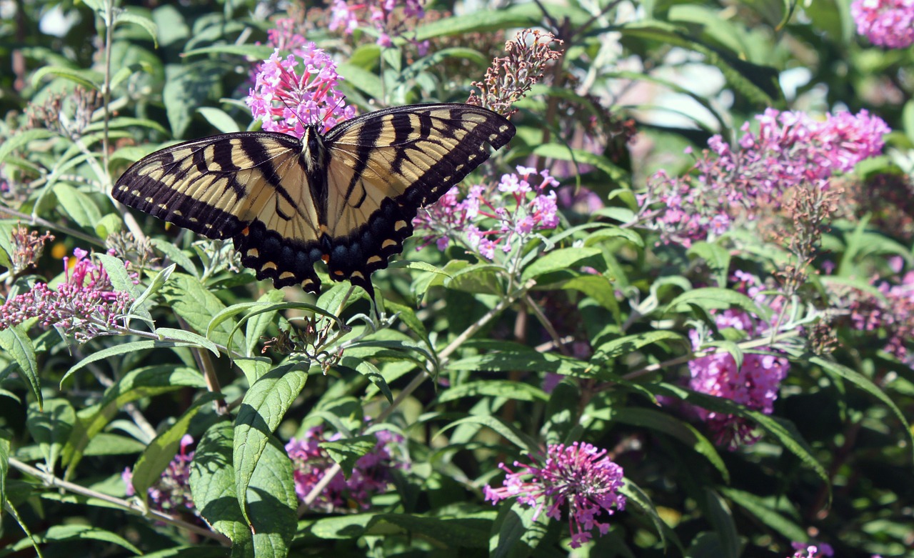 swallowtail flower butterfly free photo