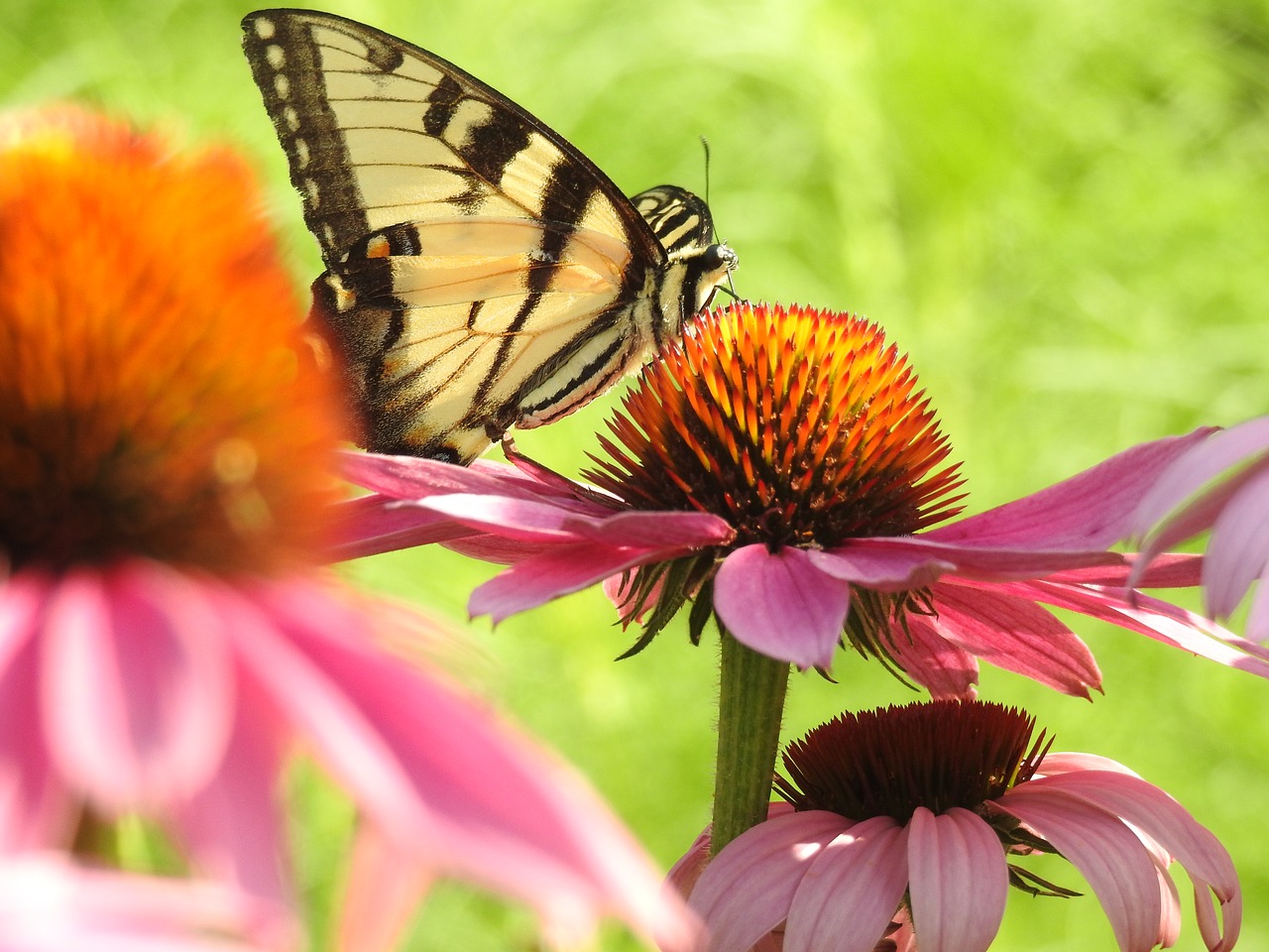 swallowtail cone flower pink free photo