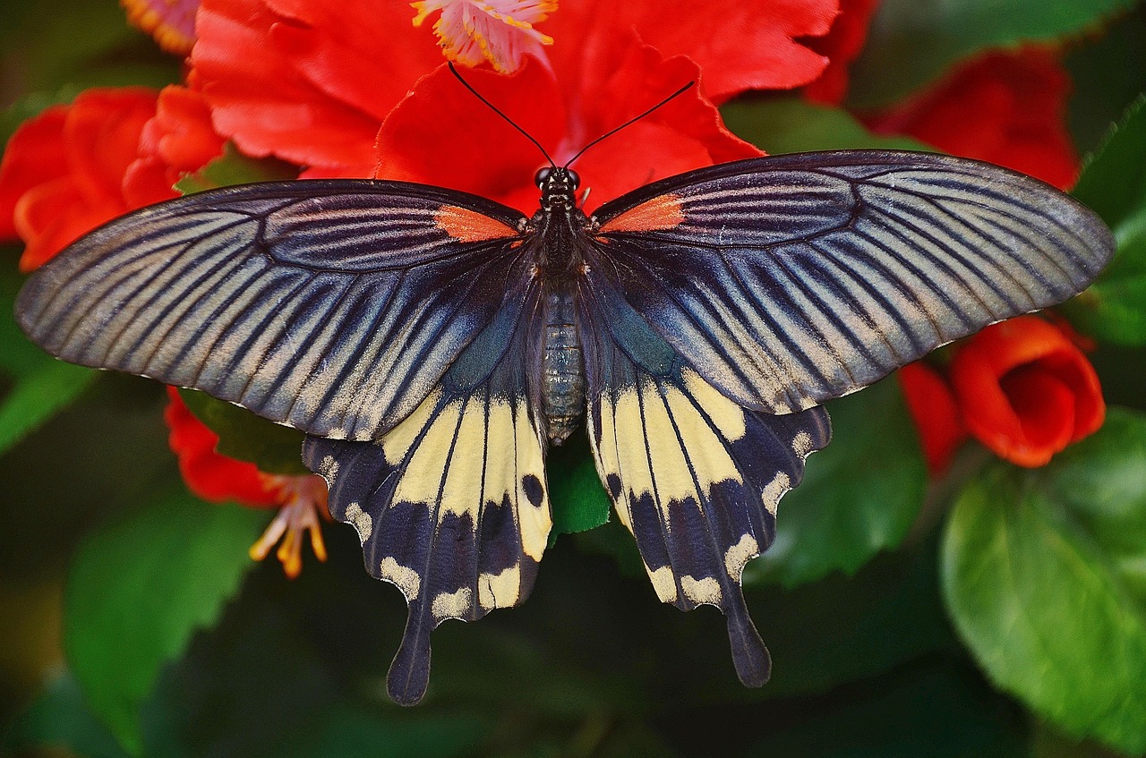 swallowtail butterfly black free photo