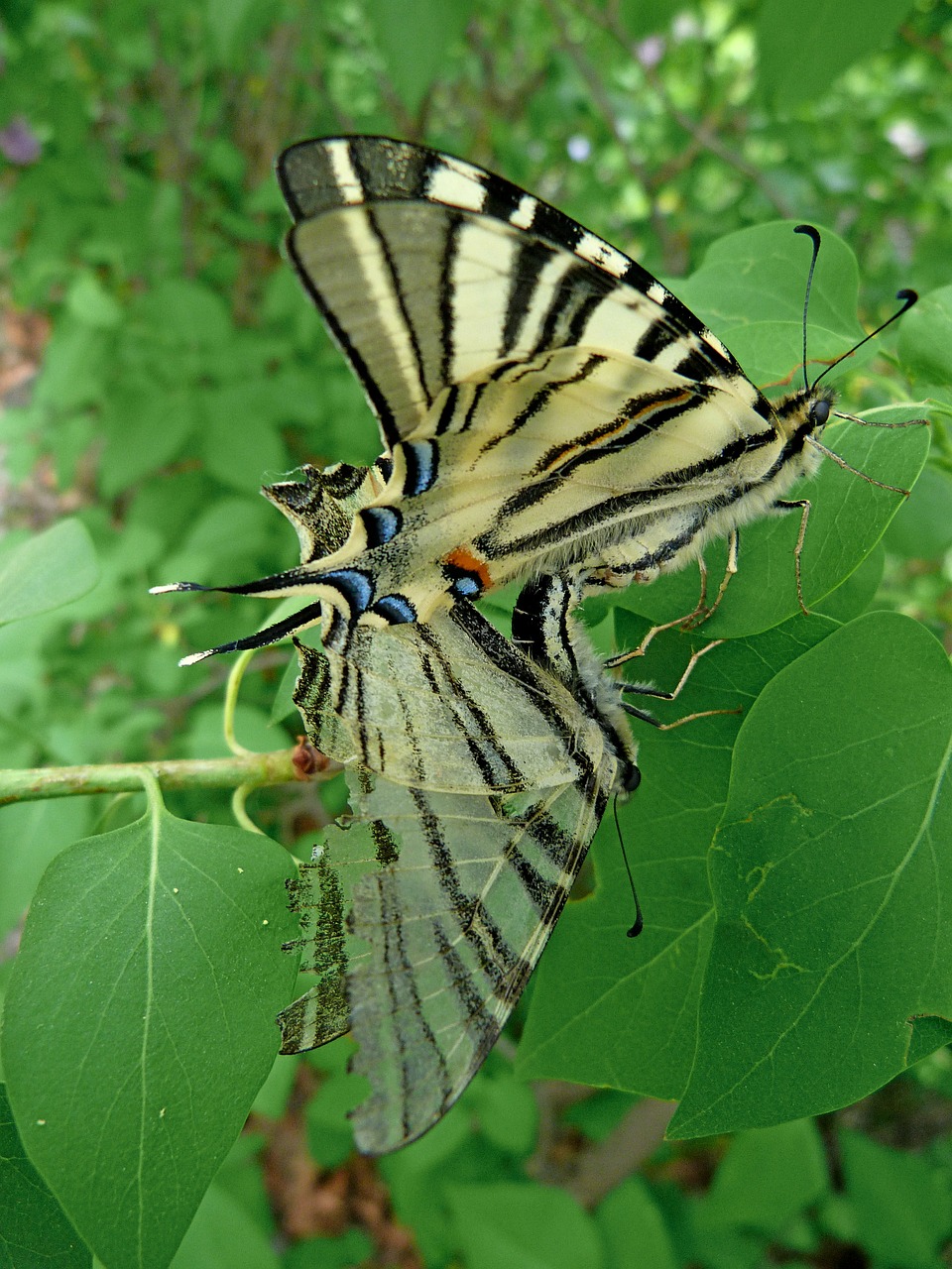 swallowtail grand door free photo