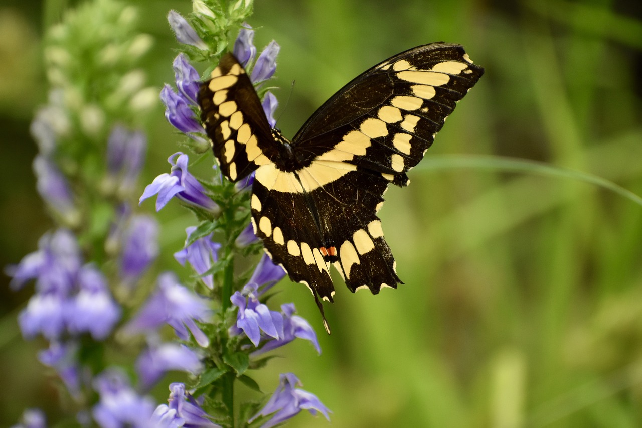 swallowtail  butterfly  nature free photo