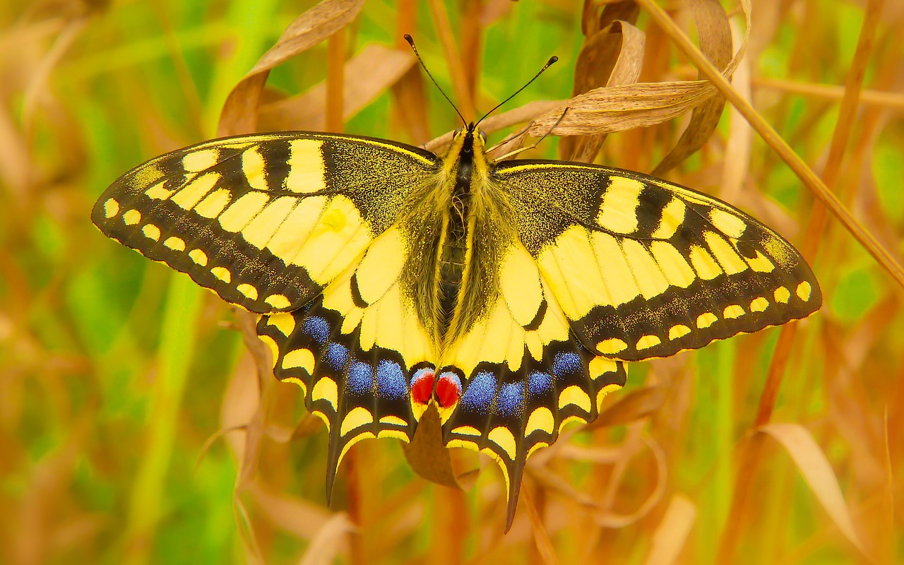 swallowtail  insect  butterfly day free photo